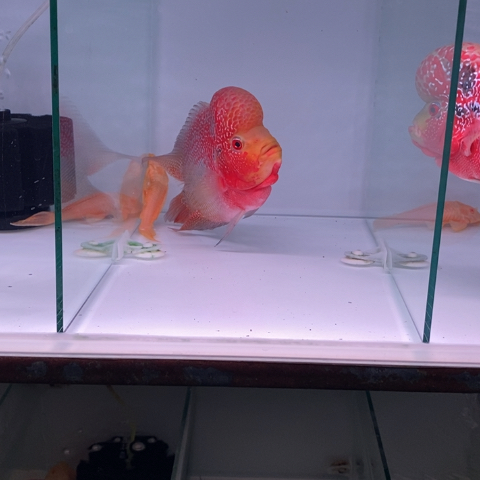 罗汉鱼鸿运一条aaa