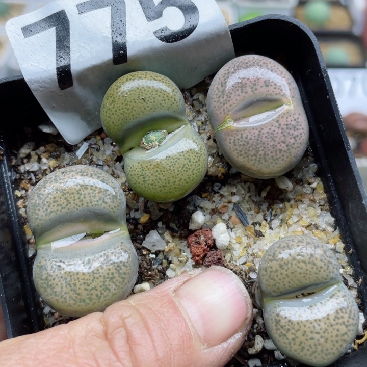 775彩碧琉璃母本带盆