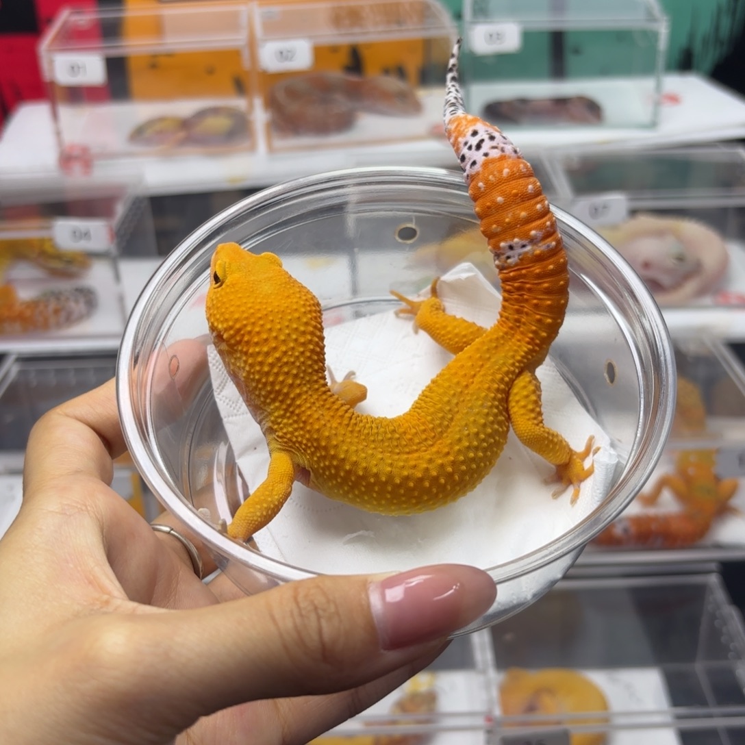 豹纹守宫蜜橘弟弟 N082