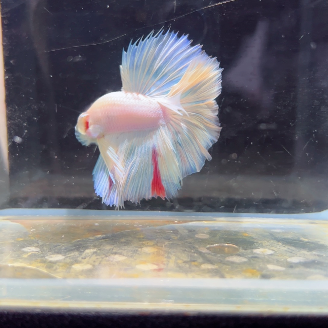 斗鱼浅色特殊尾hhhh