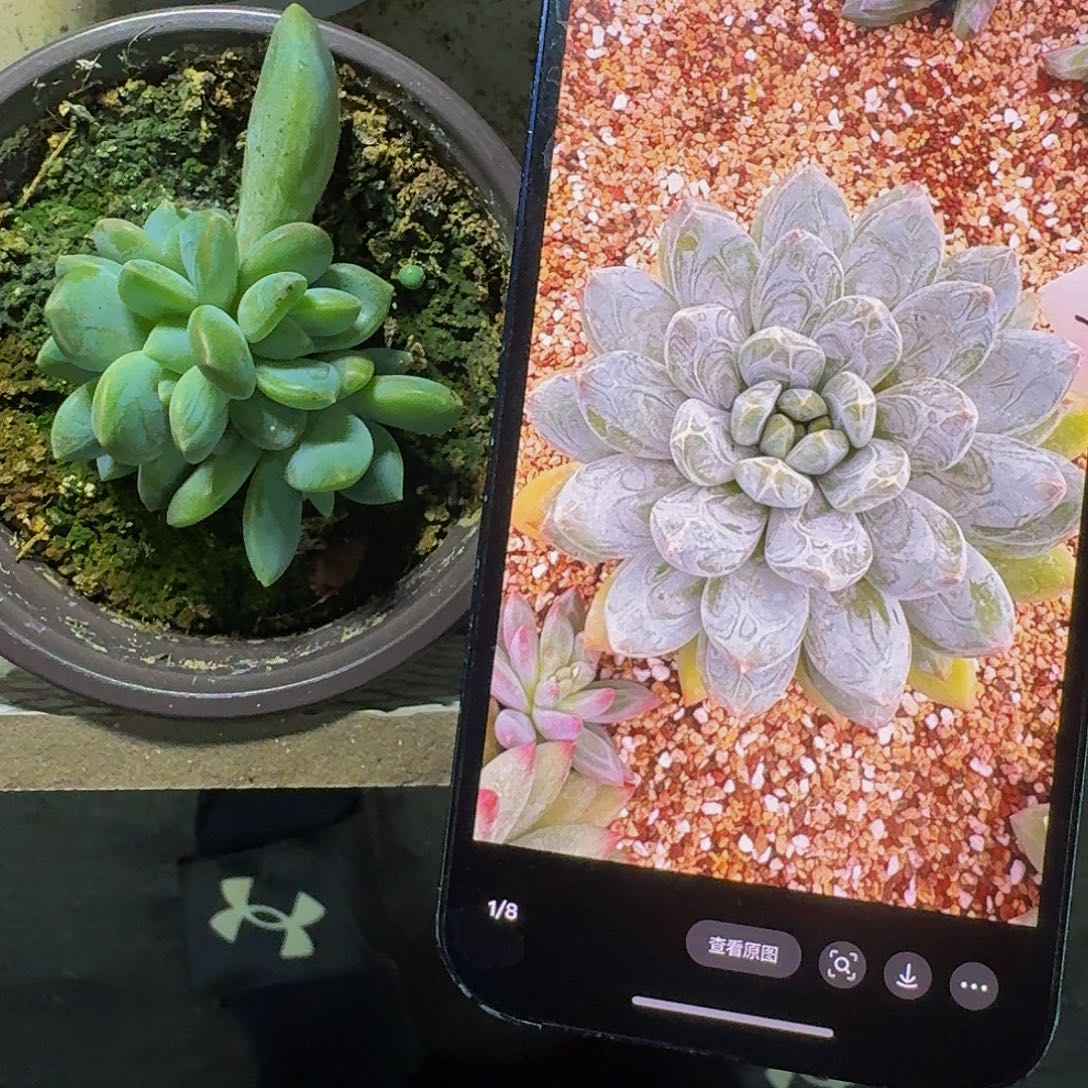 艾米丽 叶插  一物一拍