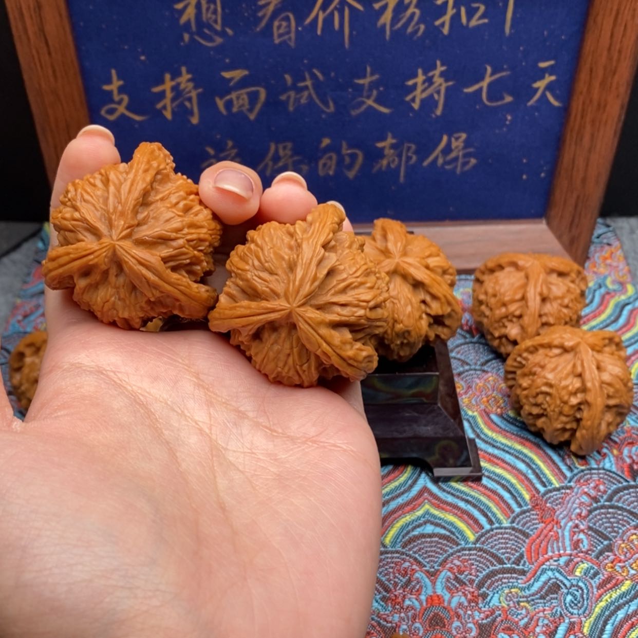 【闪购商品】名****样白狮