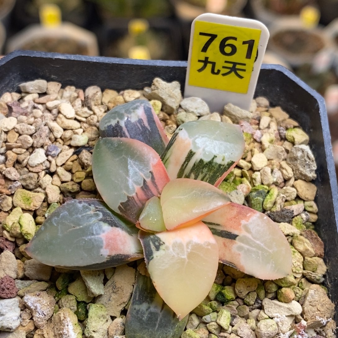 761号火凤凰克锦多肉