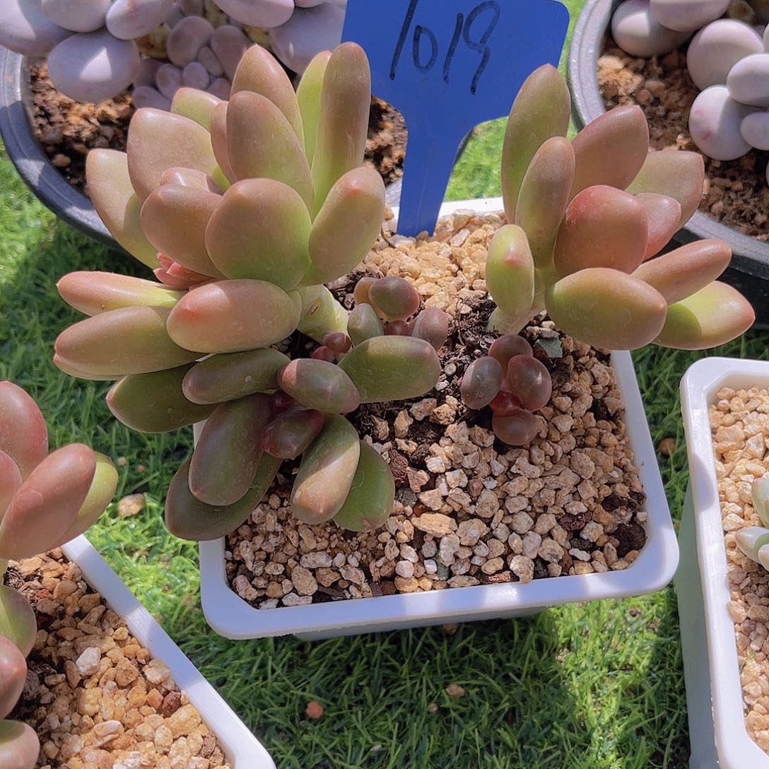 ?****?1019号多肉植物一物一拍