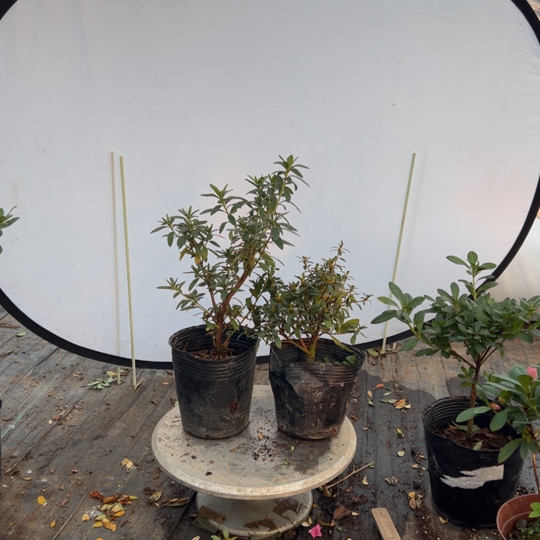 一***糖完全开放五宝绿珠加岸牡丹