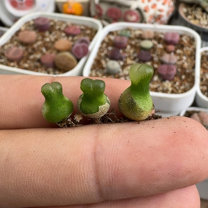 P854小葫芦老母本有晒斑