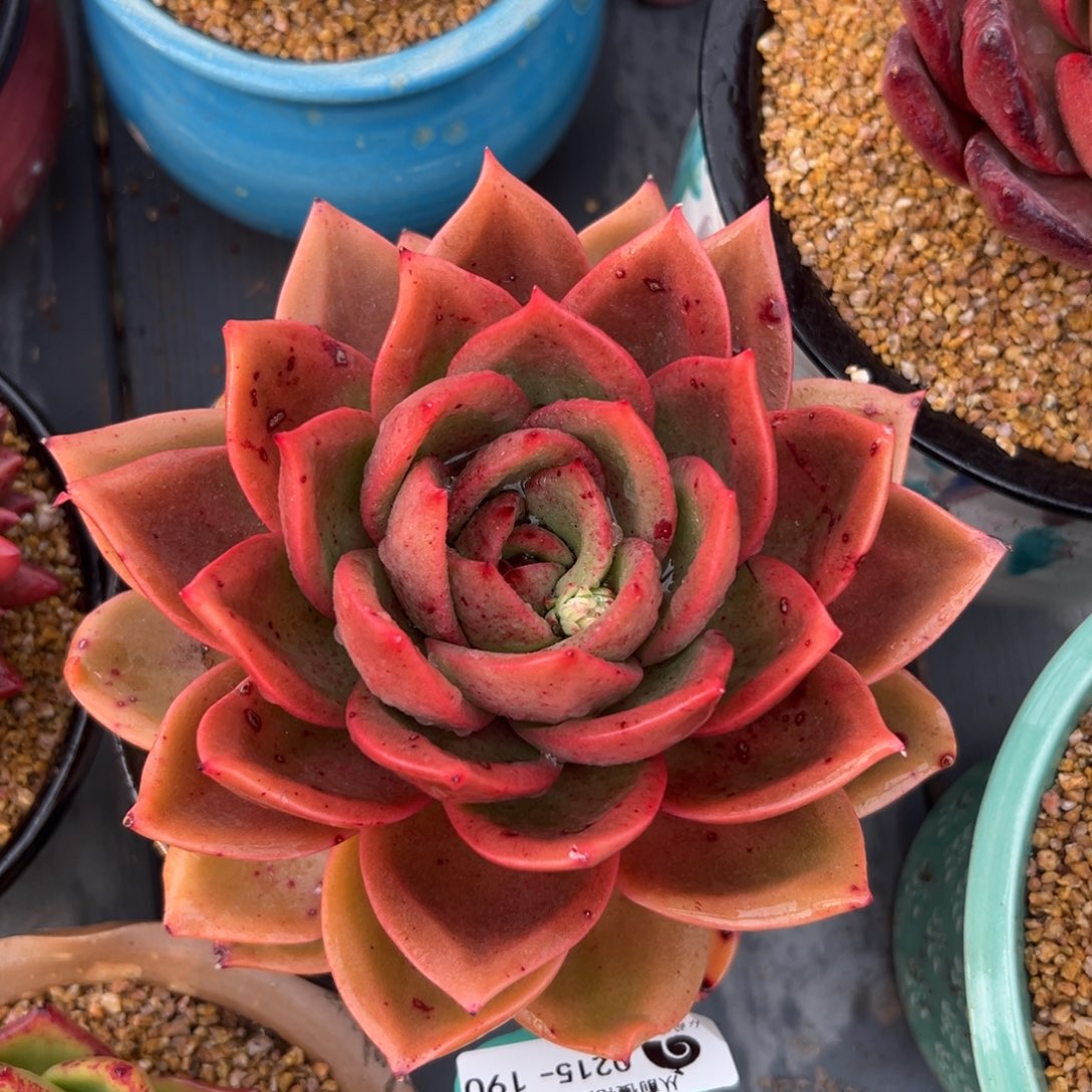 多肉一物一拍0215-190