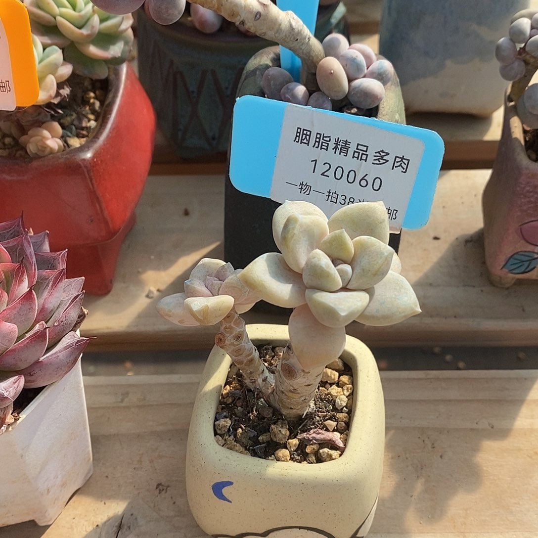 060楼如图魔芋我哦我