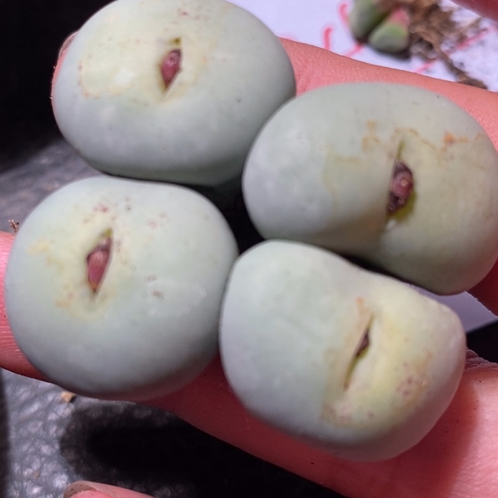 3110大型嘴一群一群