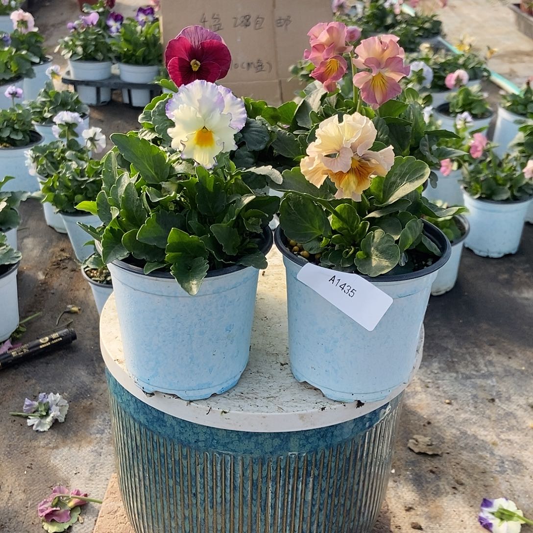 大部分花苞少量开放1435