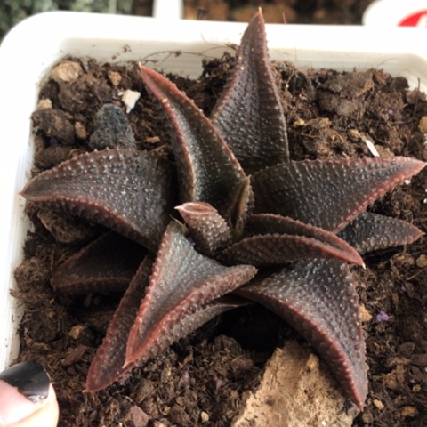 黑王寿带盆发货哈哈哈哈哈