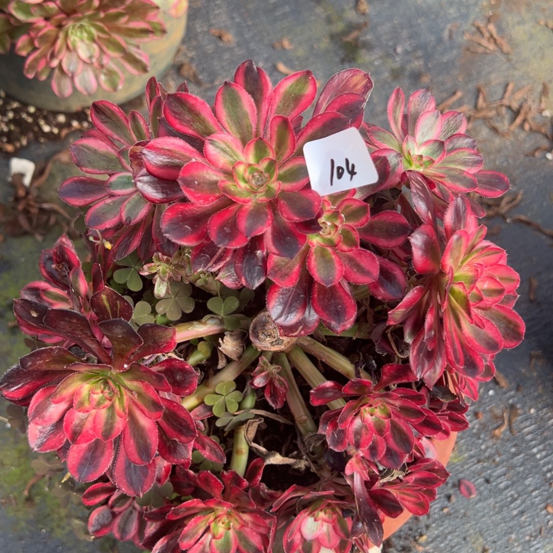 104红钻母本多肉椅子