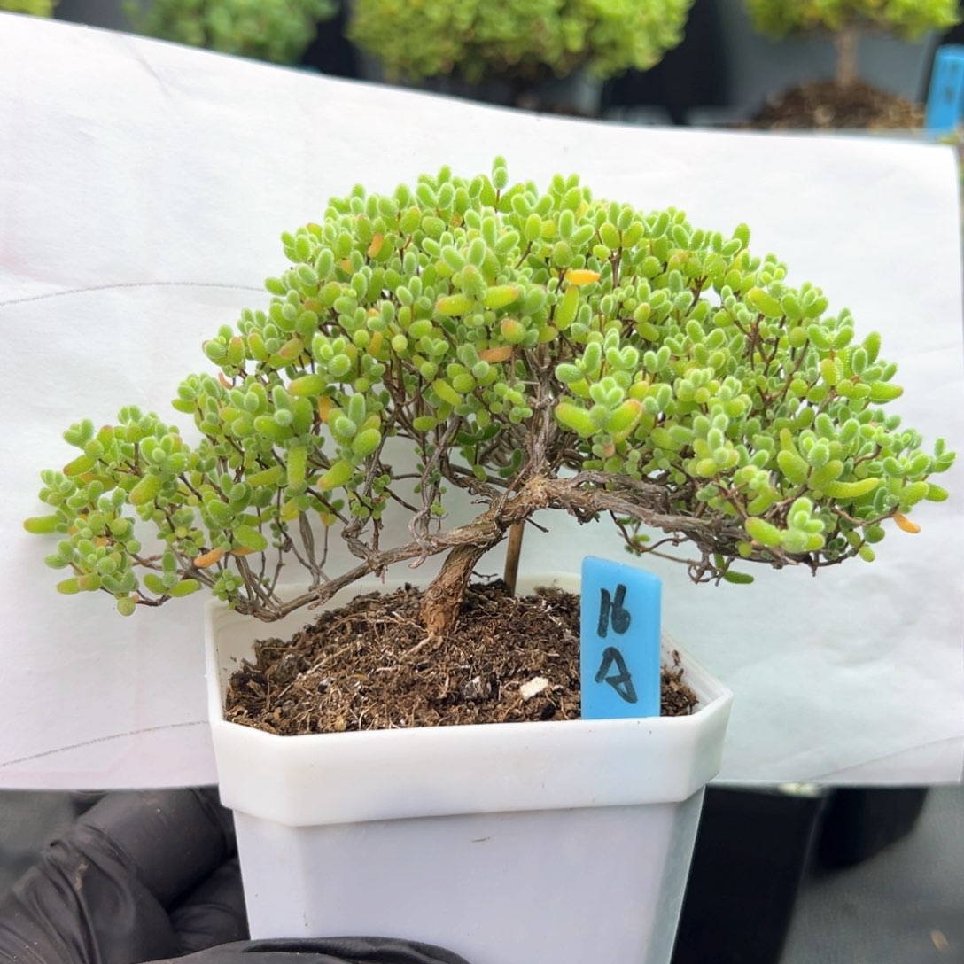 飘桩蜜橘糖球16号