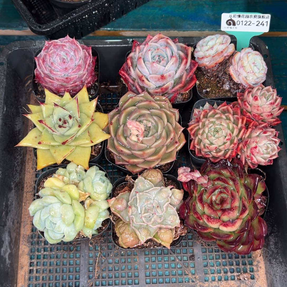 从前慢多肉精选编号0122.241