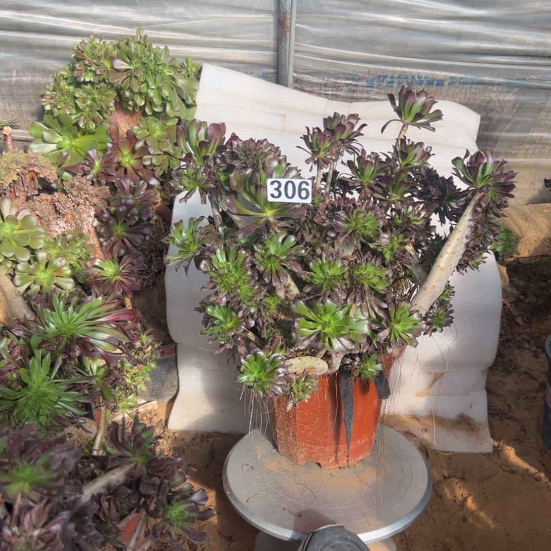 有伤黑缀306冠服36厘米