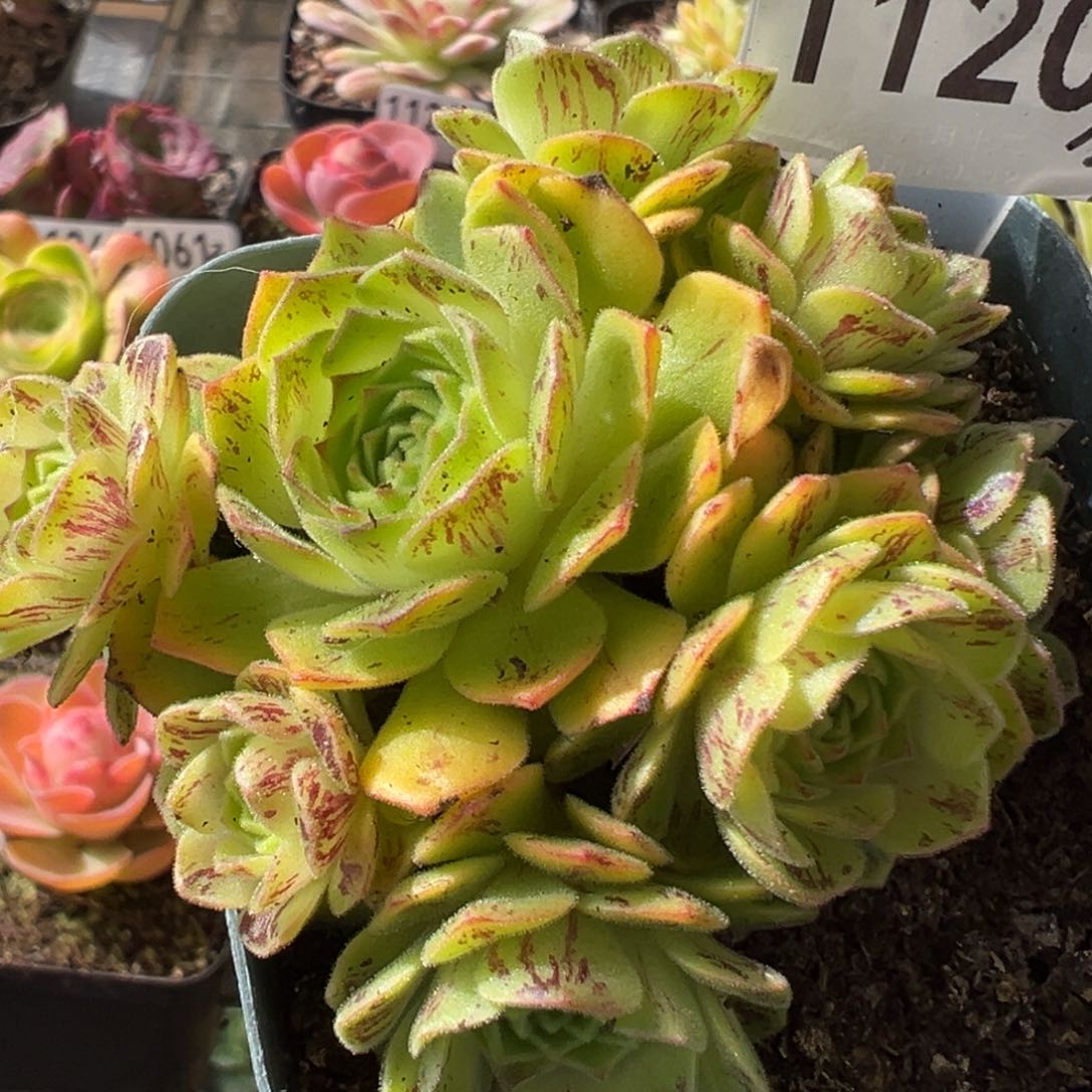 山地玫瑰1120黄金毛绒