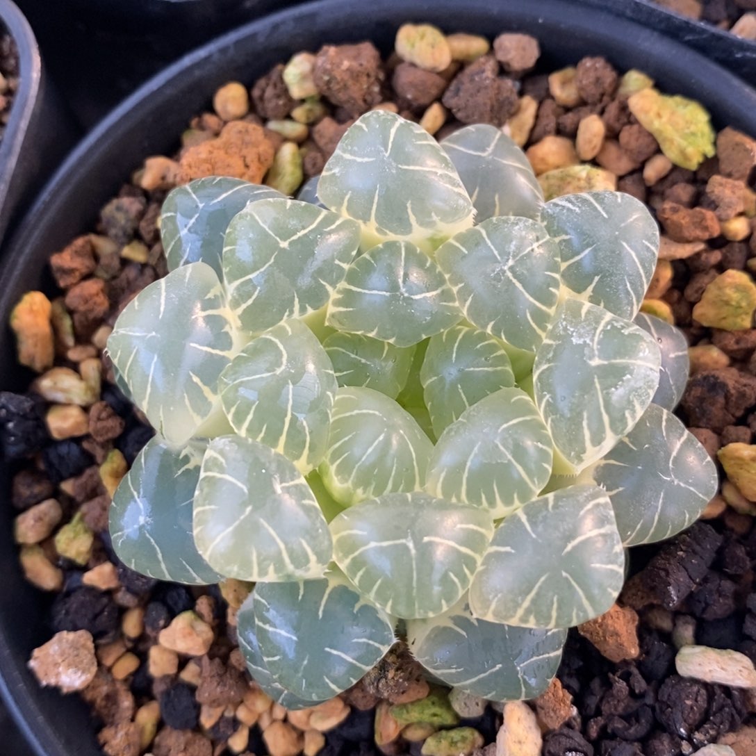 一颗糊斑湖水玉露锦 元旦福利