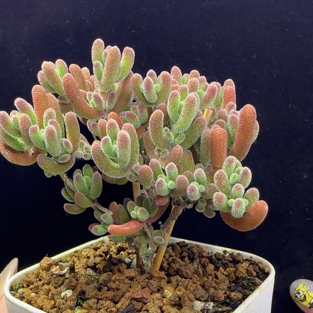 dy1374冰荔直杆三岔