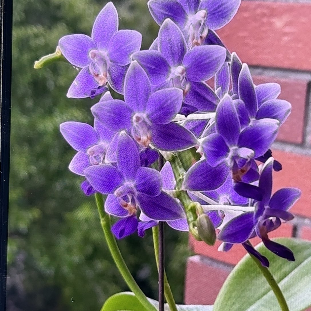 当前无花栽培后可以开花eq狗
