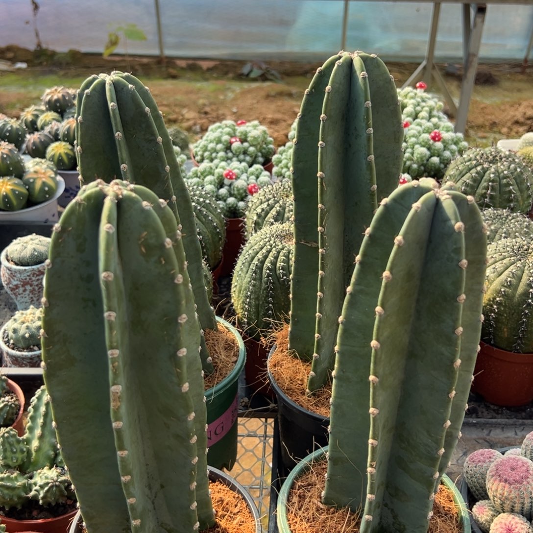 量天尺随机一颗。    