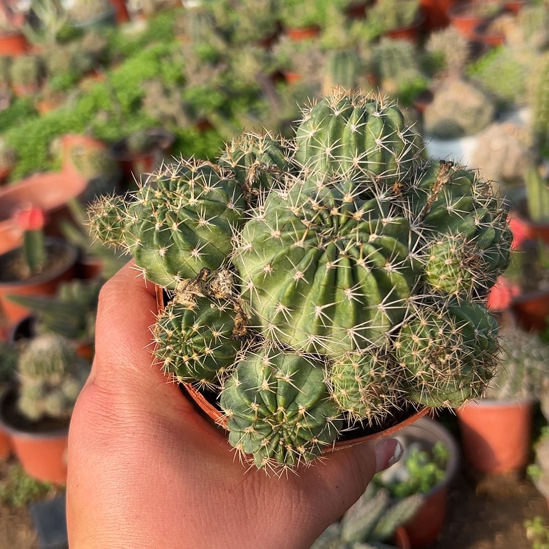 多肉植物丽花56c开花