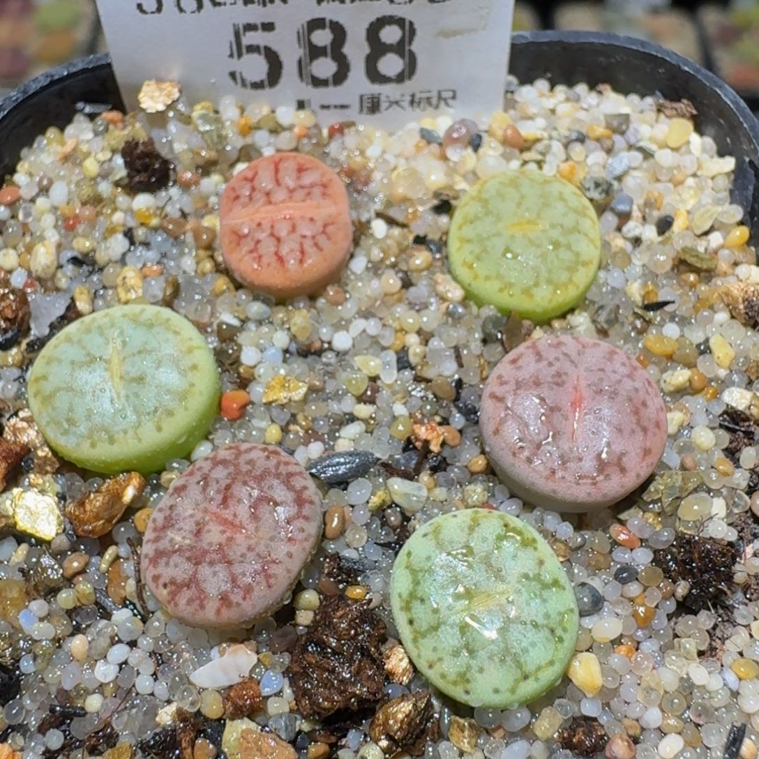 Ssss精品生石花588