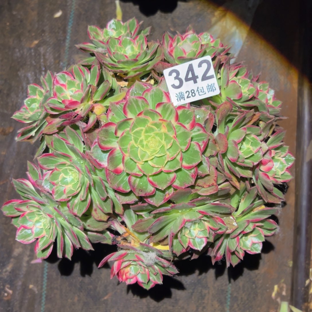 多肉植物342万花筒