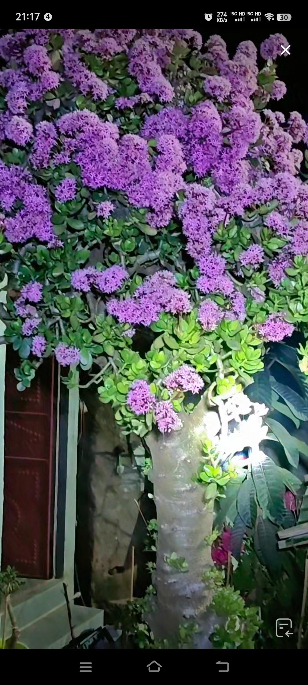 绿植盆栽多肉补差价