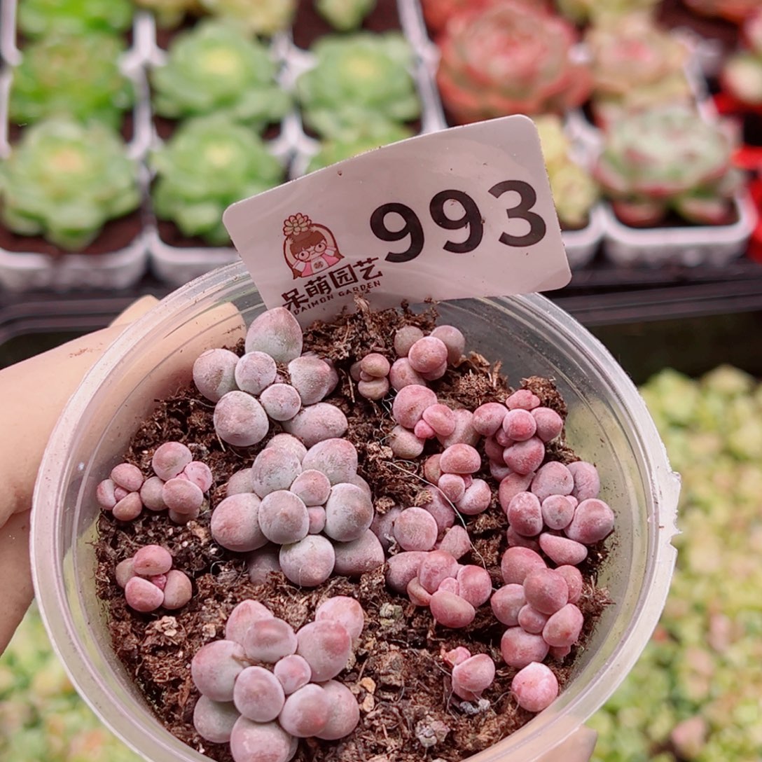 多肉植物多肉植物