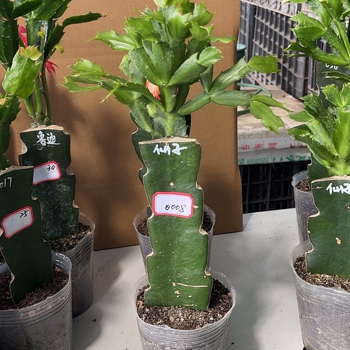 袁***当前无花栽培后可以开花仙子