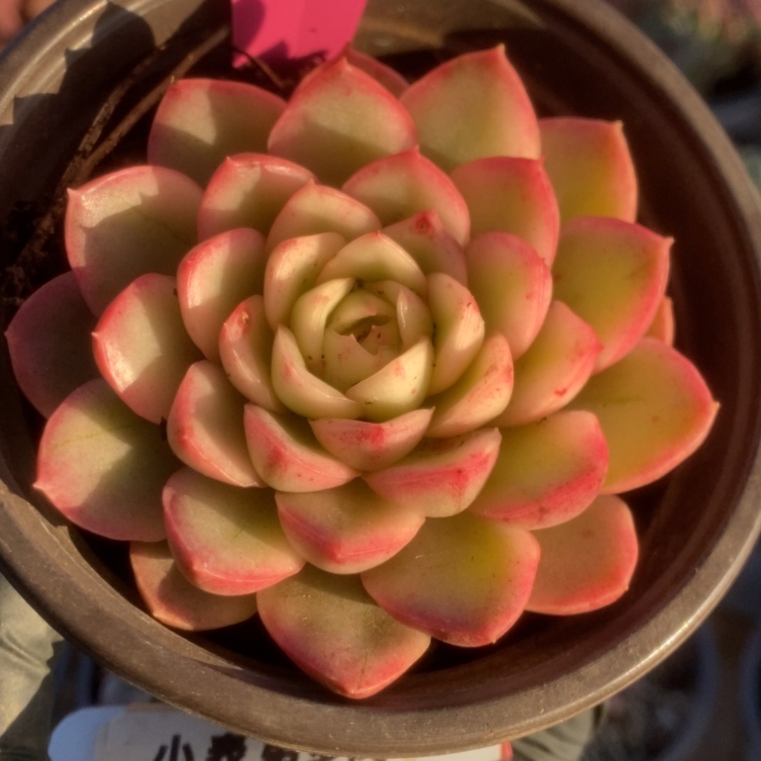 198黄玫瑰锦锦锦锦