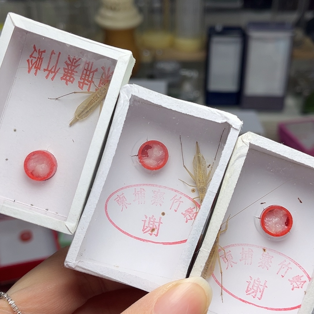 蚂蚁工坊柬埔寨竹。  长短须。 