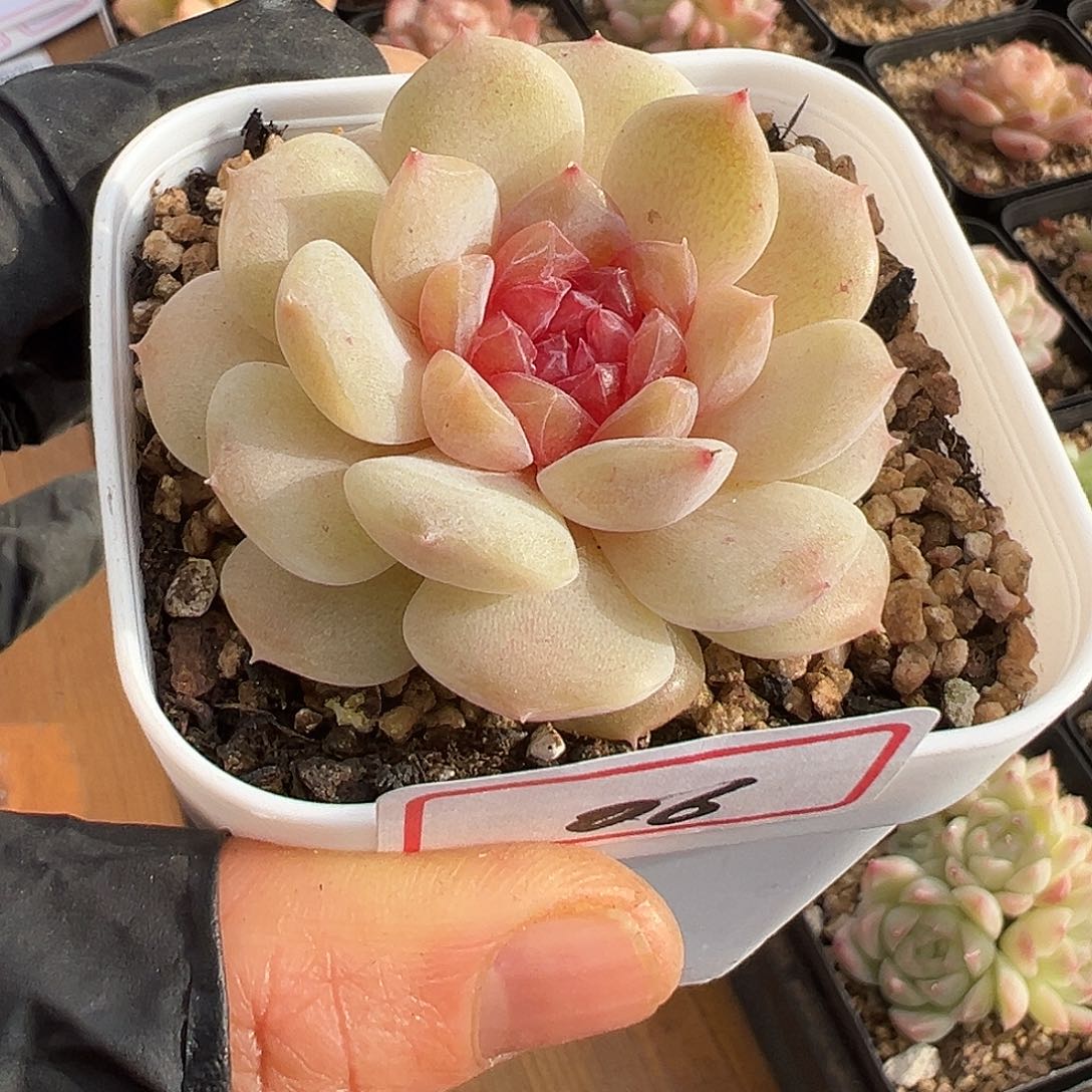 一物一拍链接，冰魄