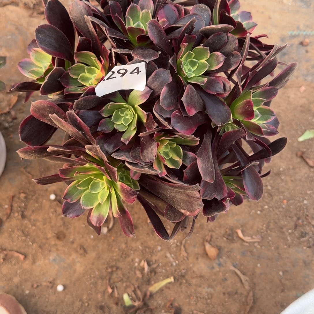 *****金丝雀一物一拍294