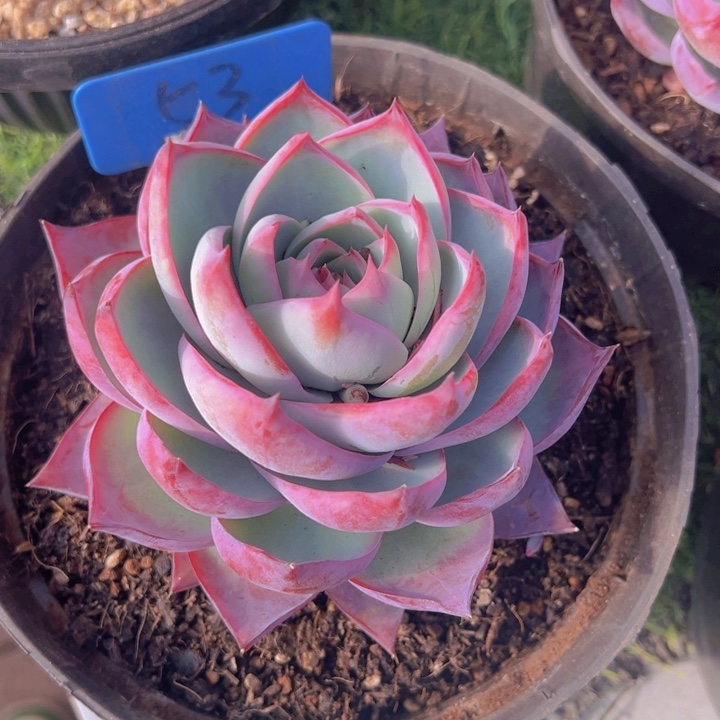 健健康康平平安安