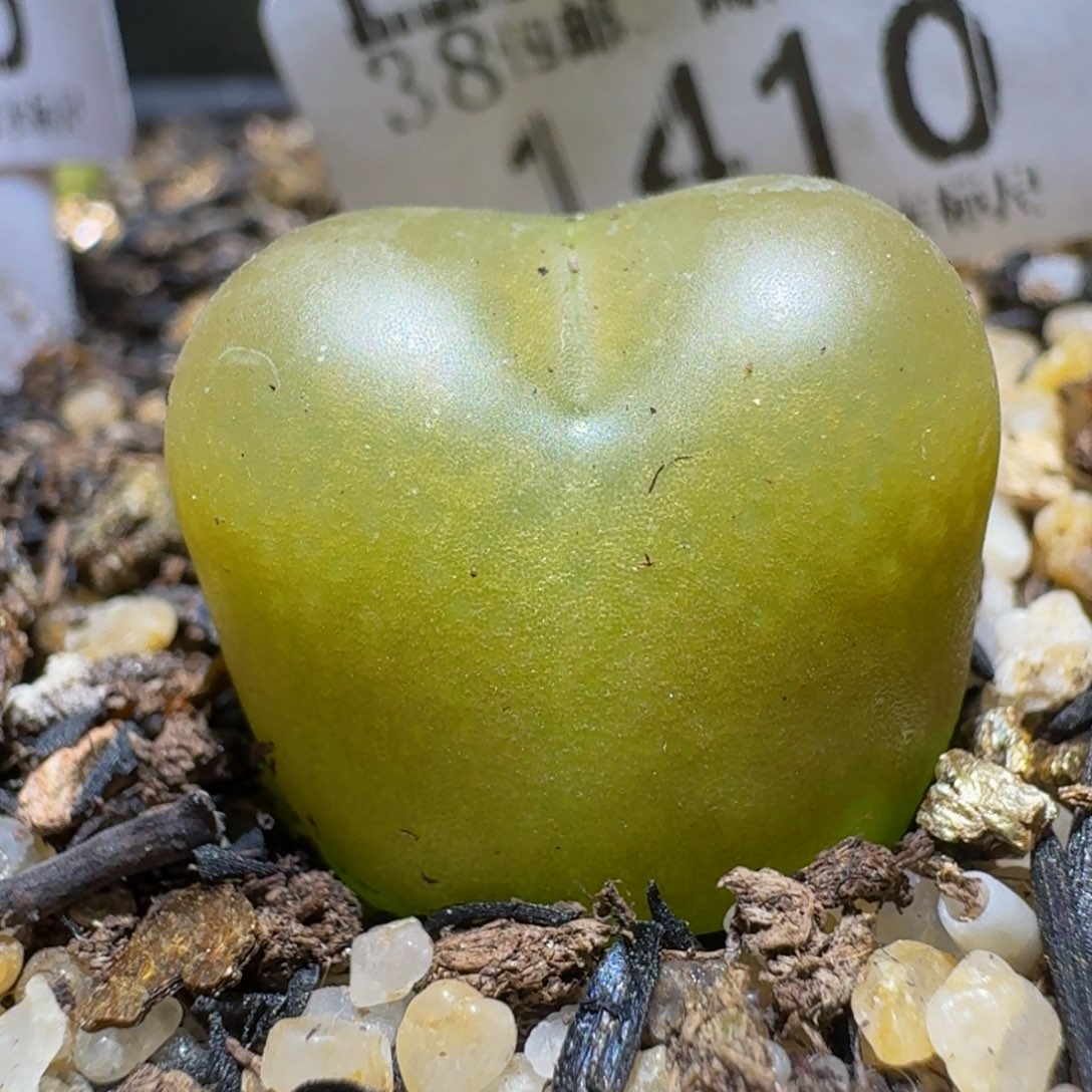 Ssss清货捡漏价1410