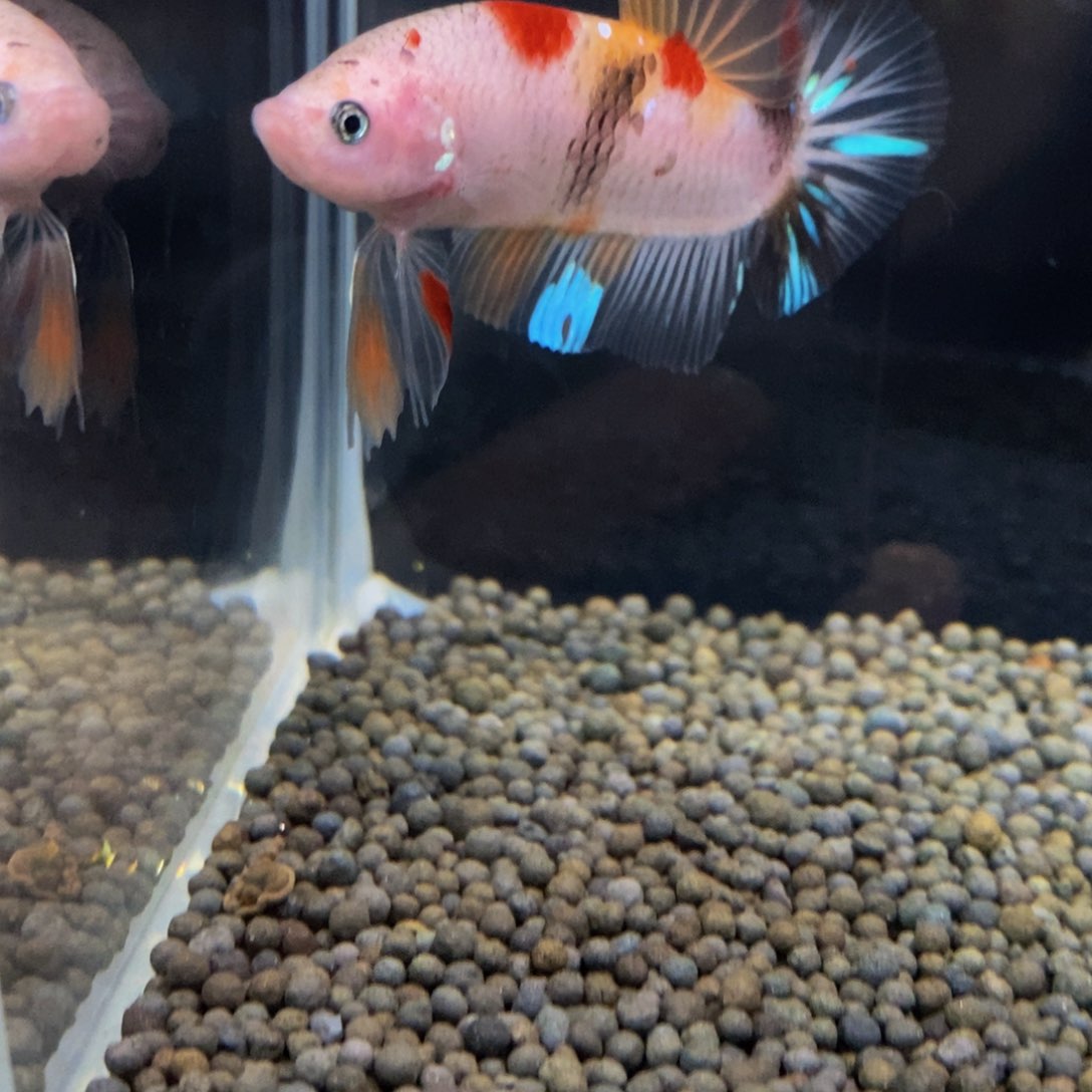 热带鱼公390巨斗