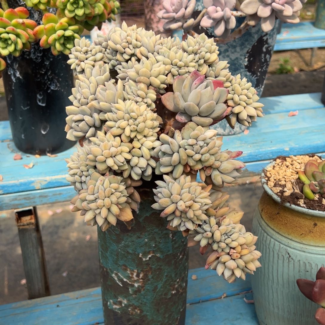 露养老桩脱土裸根胖美人缀