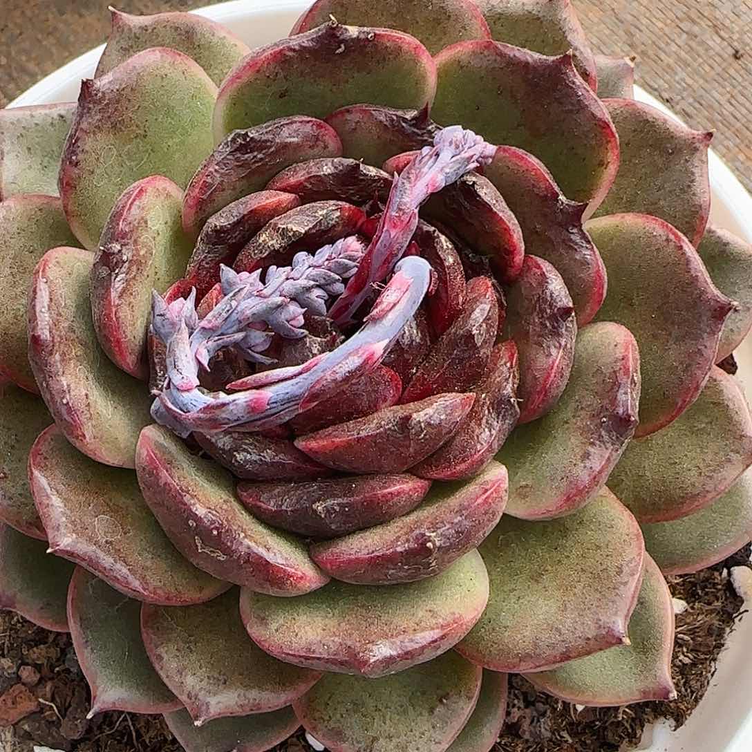 一物一拍两颗包邮