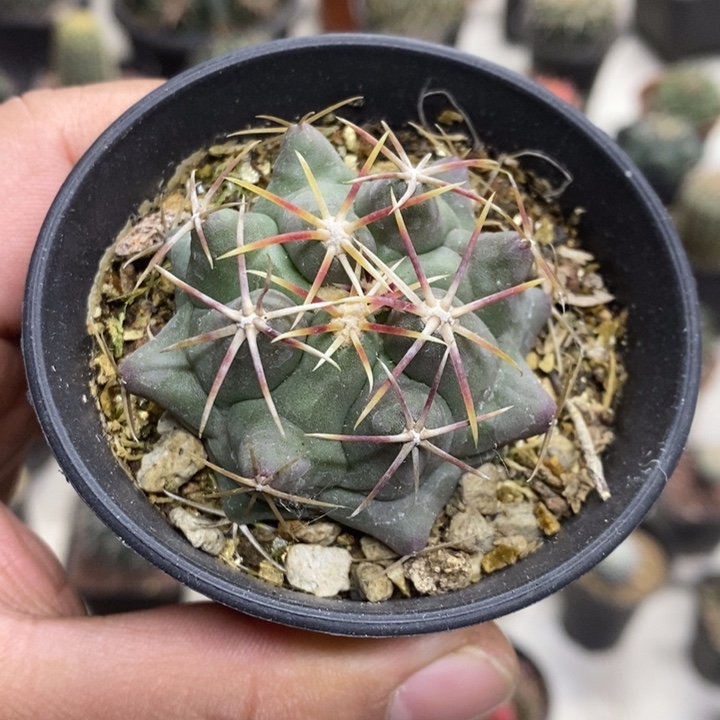 实生大红鹰特价福利