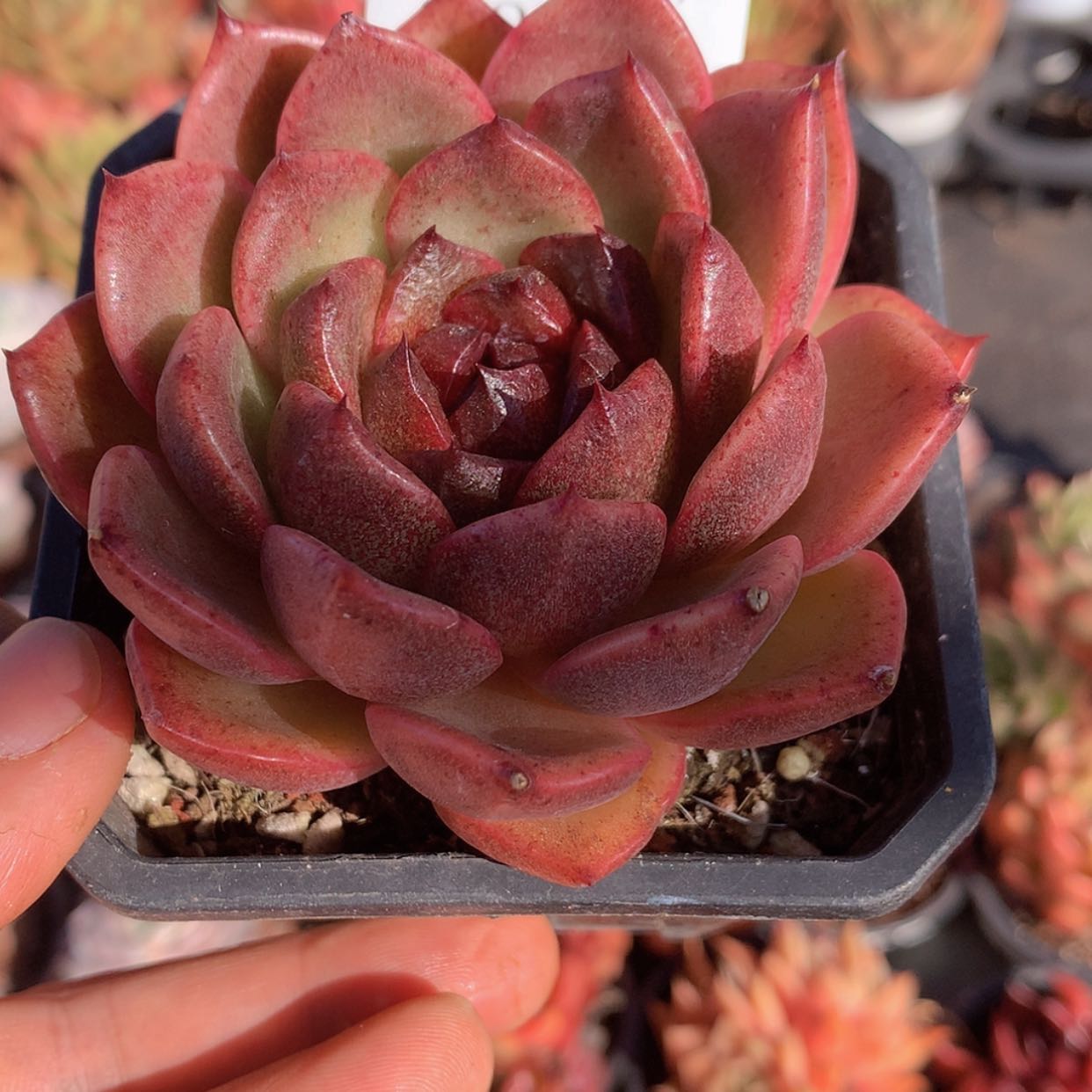 【闪购商品】云267号