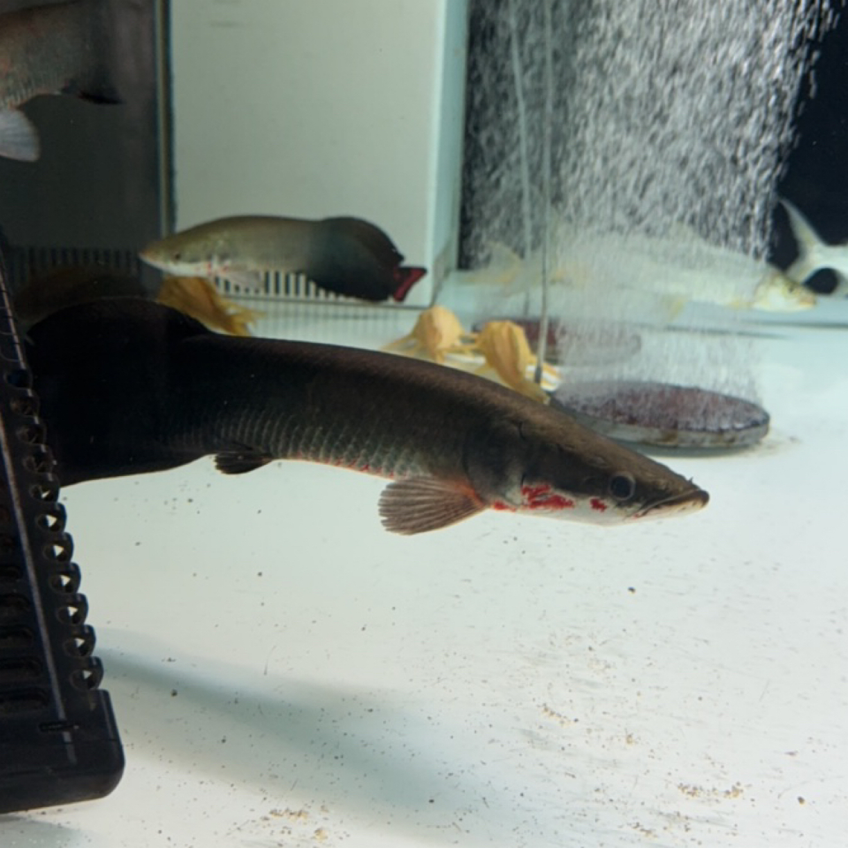 人工饲养大型红尾巨骨鱼热带观赏鱼