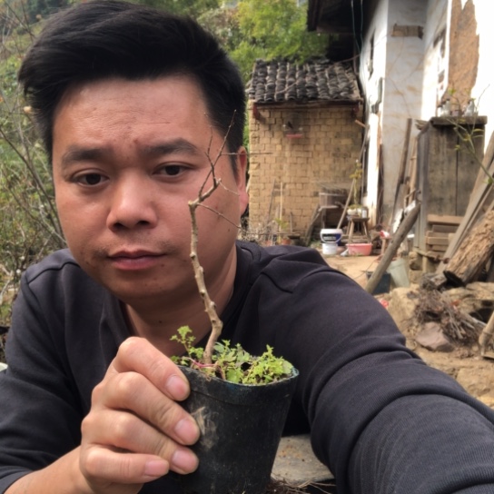 无花朵盆景盆栽（不退不换不包成活率）