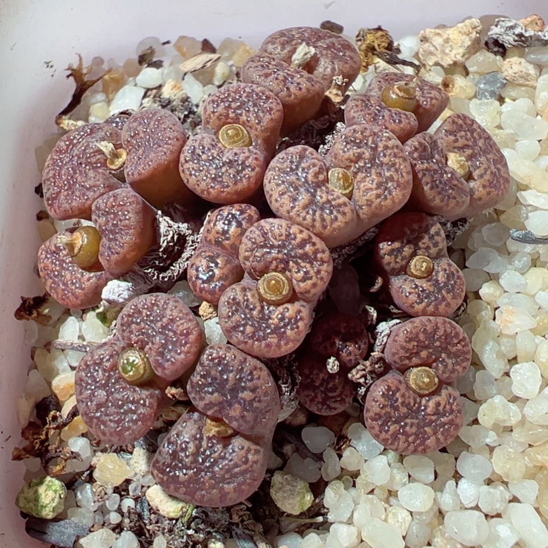 1212-620多肉多日泡泡