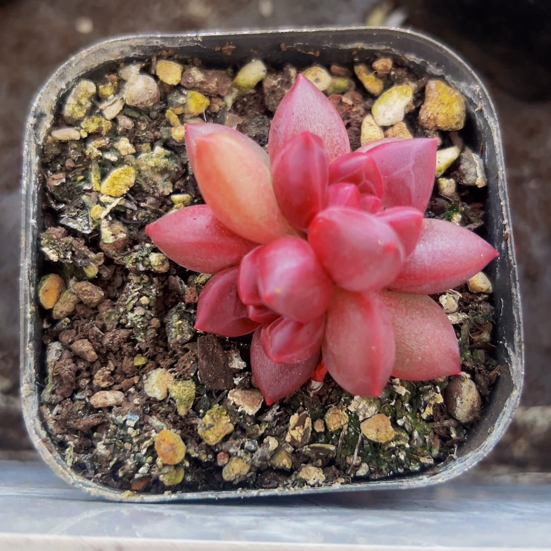 桔云多肉美人精品系列