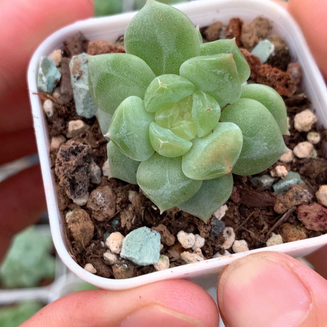 黄糯心双头。    24号
