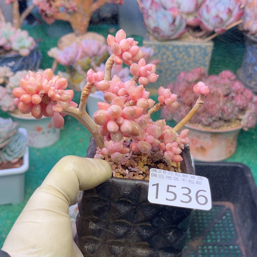 大1536:？sh d h f h b n k