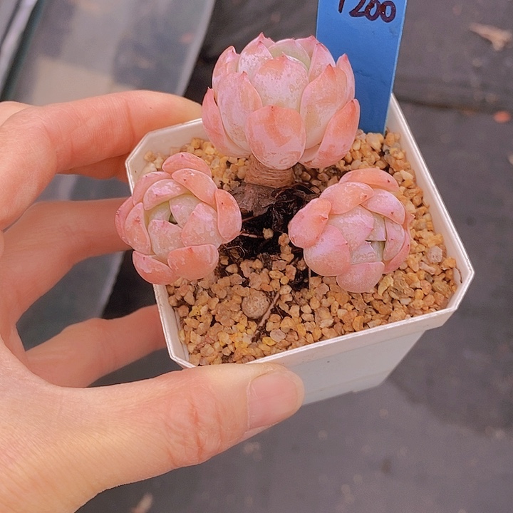 1200多肉植物老桩