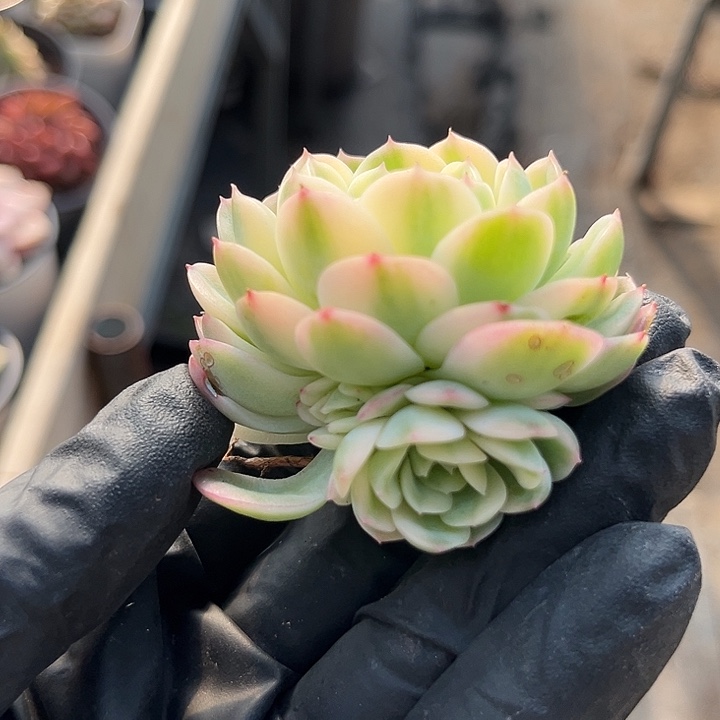 茉莉花锦带仔多肉植物