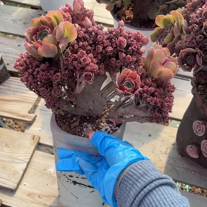 多肉多味儿可可爱呢宝宝的